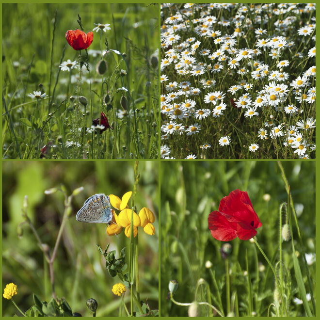 Sommer...