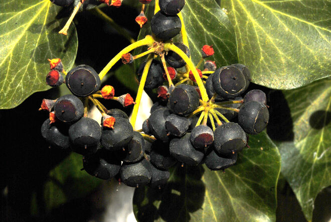 Efeu-Beeren