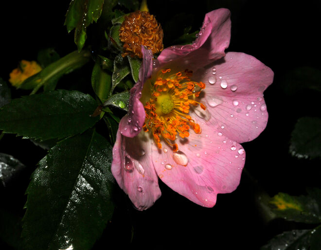 Regenwetter