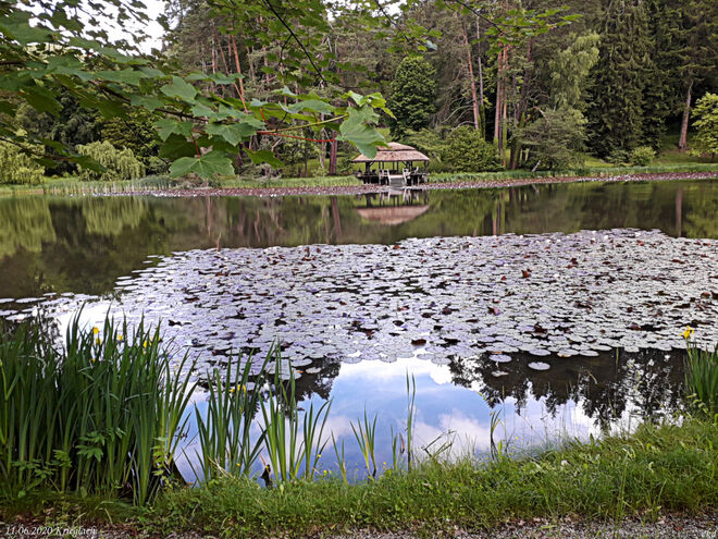 Seerosenteich Schloss Feistritz