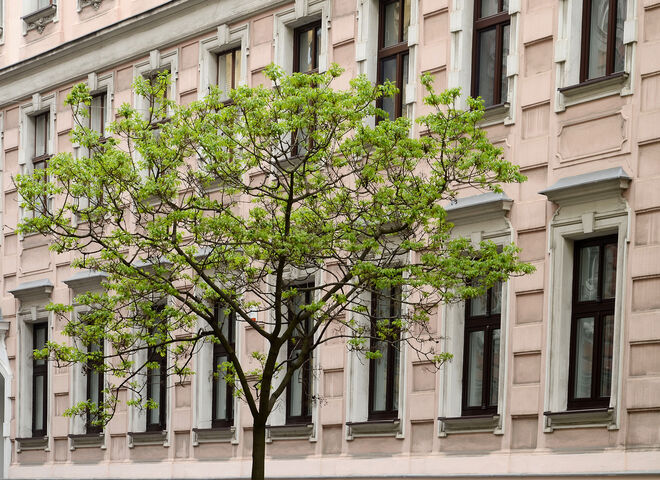 Frisches Grün in der Stadt