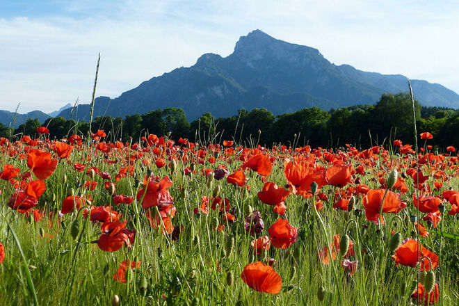 Rote Schönheiten im Getreidefeld