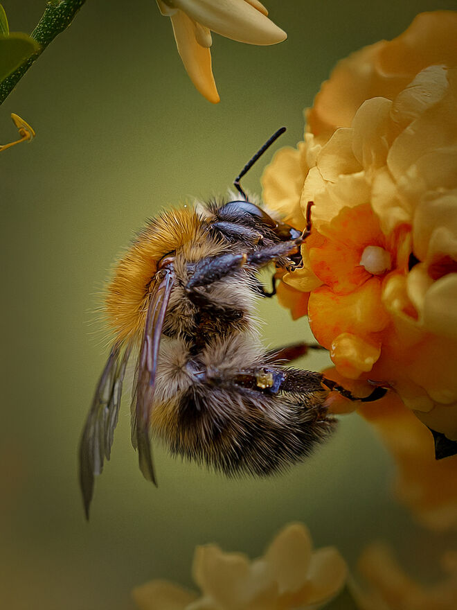 Immer fleissig !!