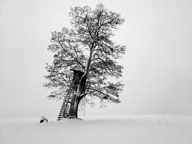 Winterbaum