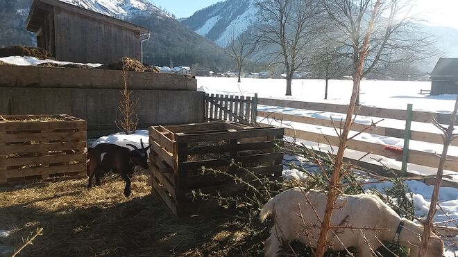 Erster Frühlingsgruss