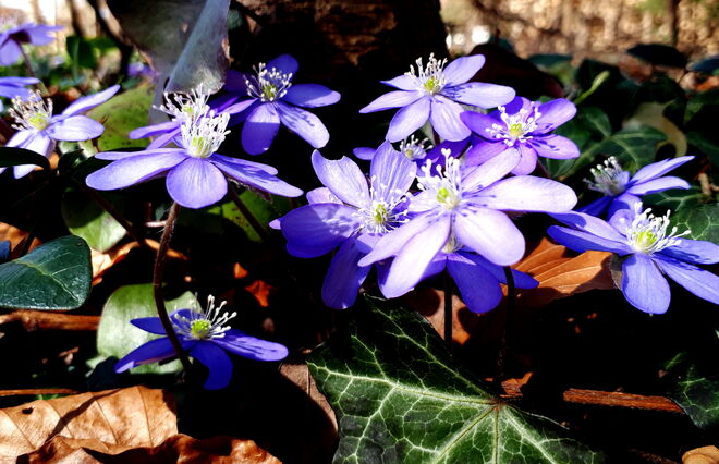 Leberblümchen