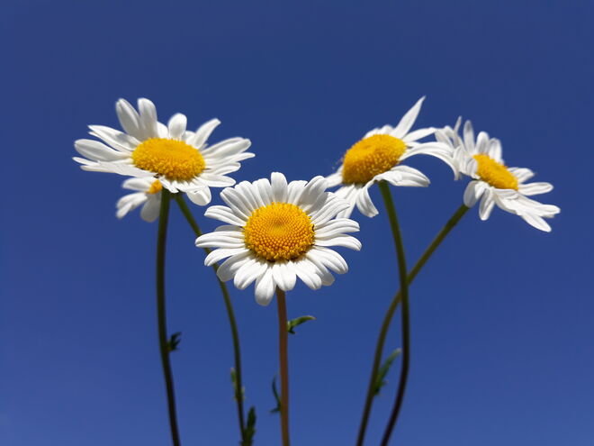 Maienzeit....Margeritenzeit