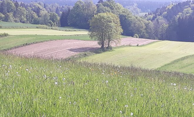 Ein Fleckerlteppich....
