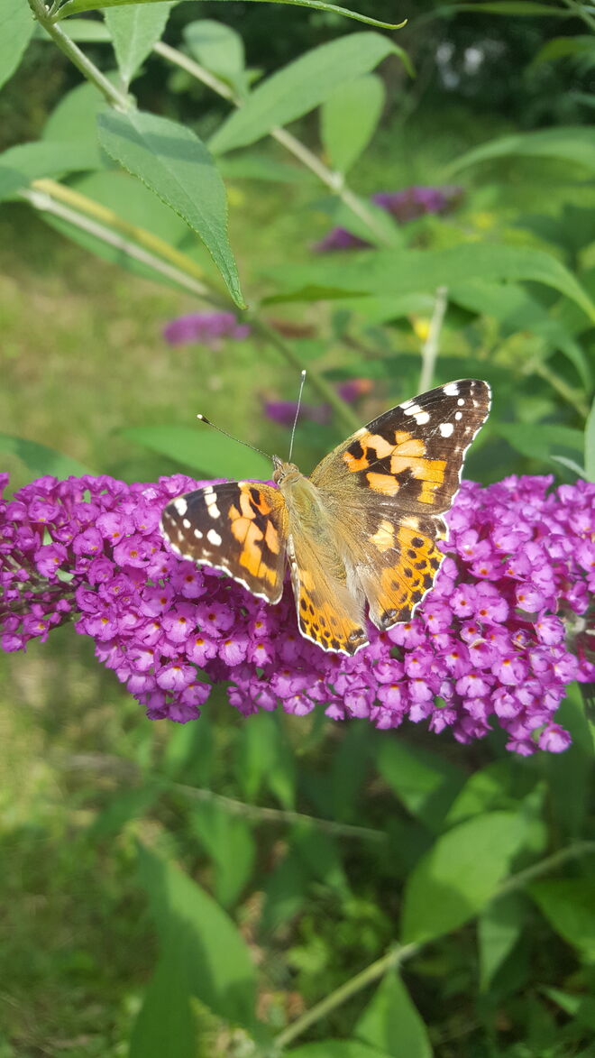Vanessa cardui