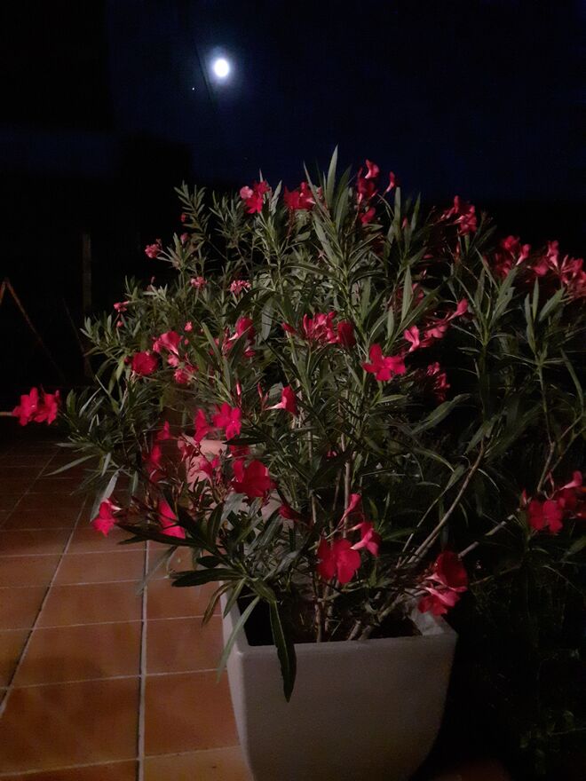 Nur der Mond schaut zu