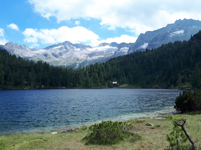 Reedsee