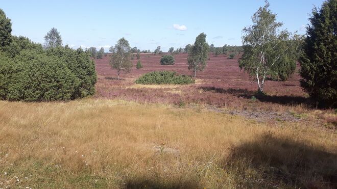 Lüneburger Heide