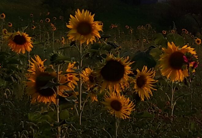 Im letzten Abendlicht....
