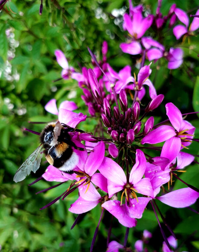 Erdhummel