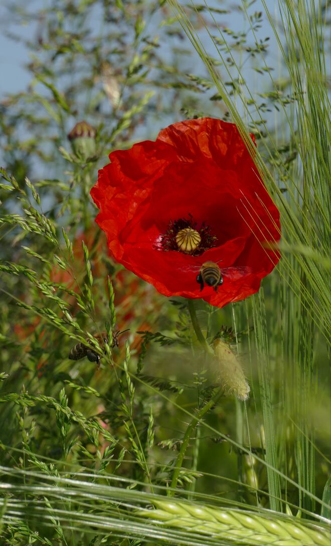 Mohnblume