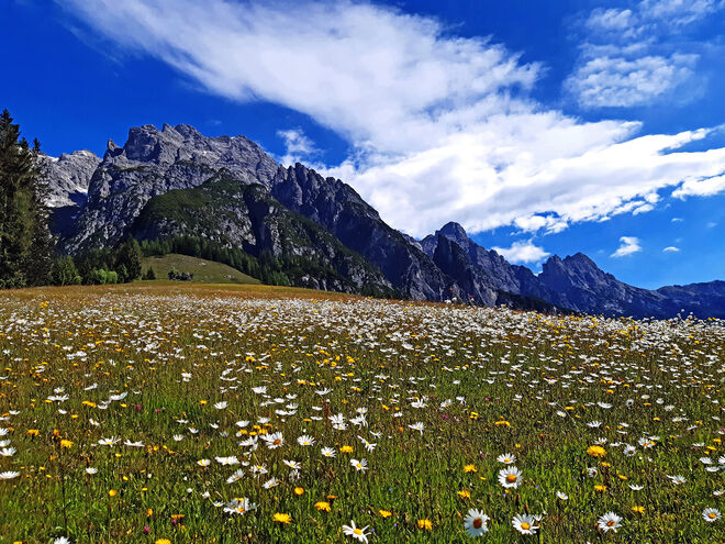 Wiesenblumen-Freund