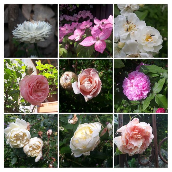 Zeit der Rosen
