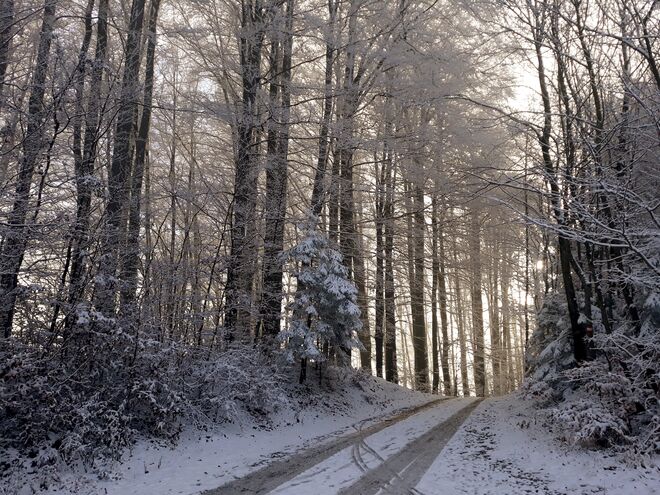 Winterwald...