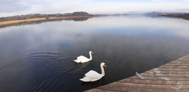 Schwanen-See