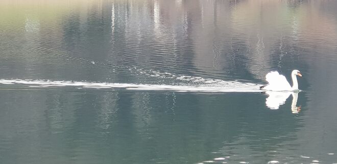 Schwanensee