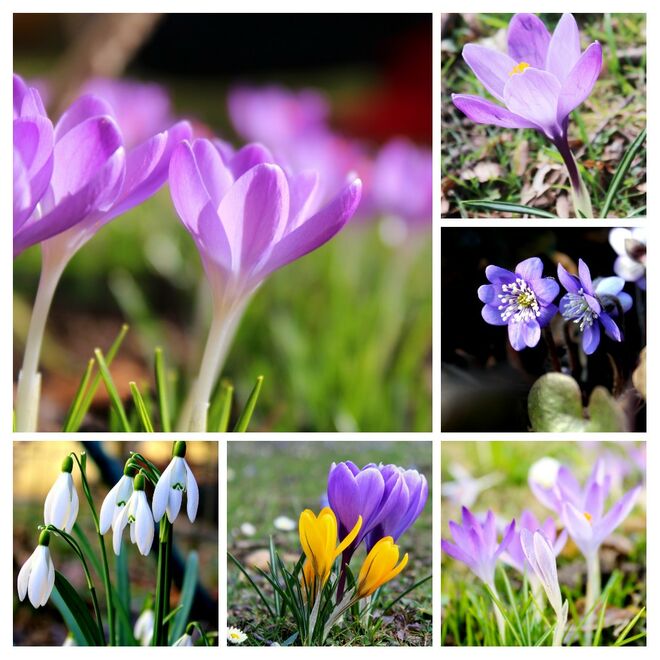 Blumenteppich