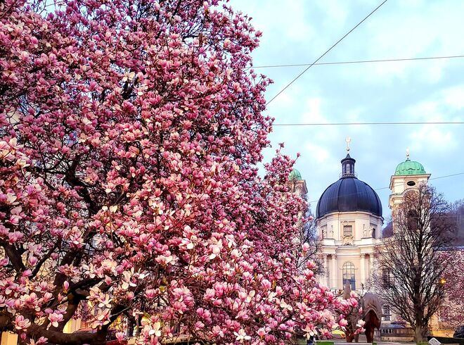 Der wahre Frühling beginnt mit Magnolie