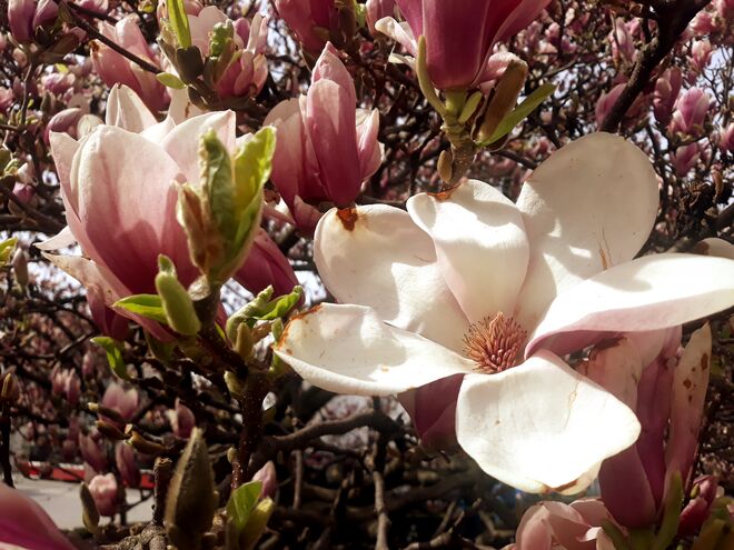 Magnolien