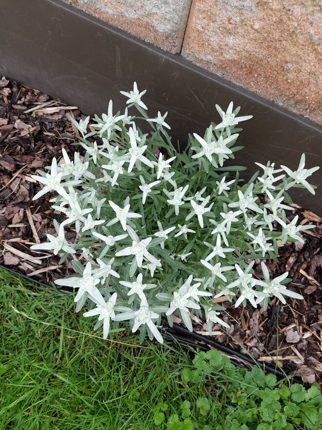 Edelweiss