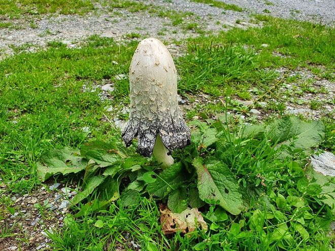 Welcher Pilz ist das?