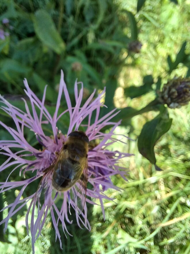 LANDEPLATZ FÜR BIENEN