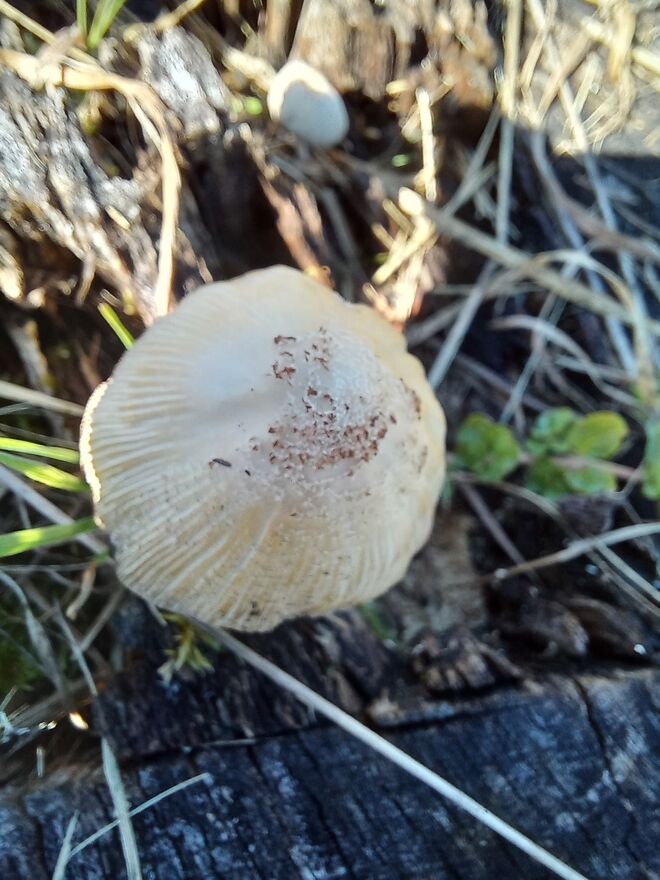 EIN PILZKOPF