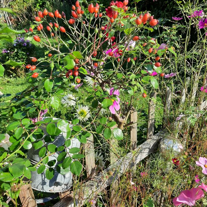 Ein Männlein steht im Garten...