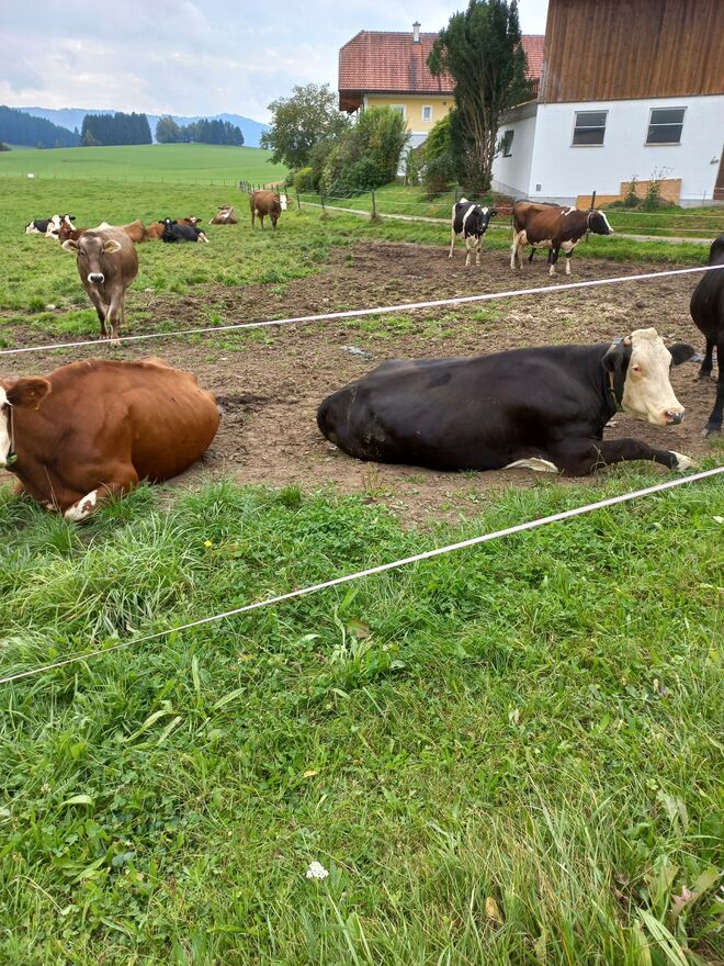 MITTAGSBAUSE FÜR KÜHE