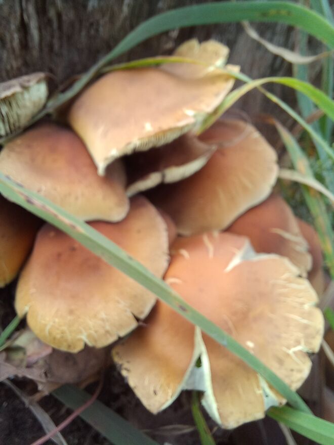 PILZE AM BAUM
