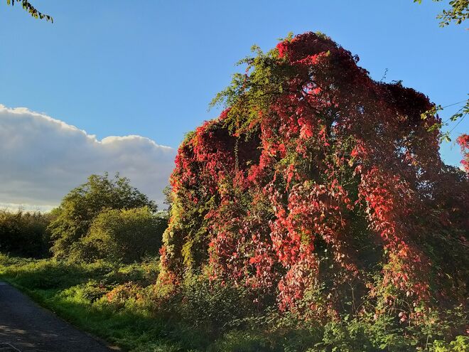 Herbst im "Endspurt"