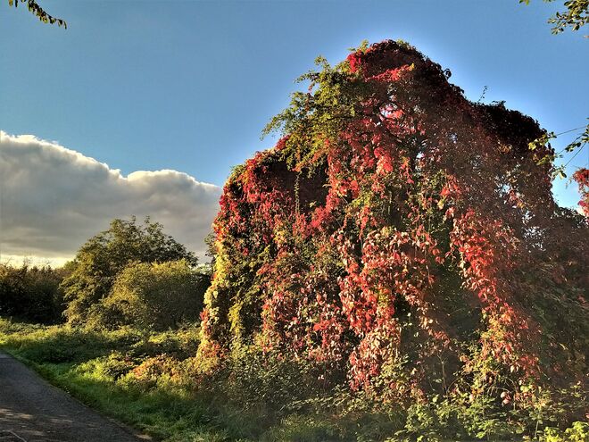 Herbststrauch