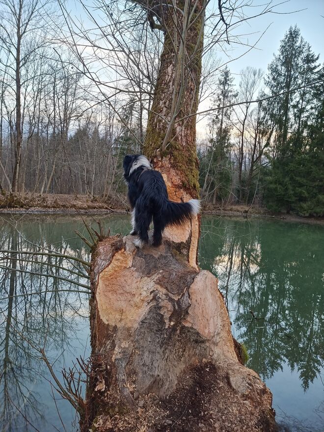 Biber-Baum