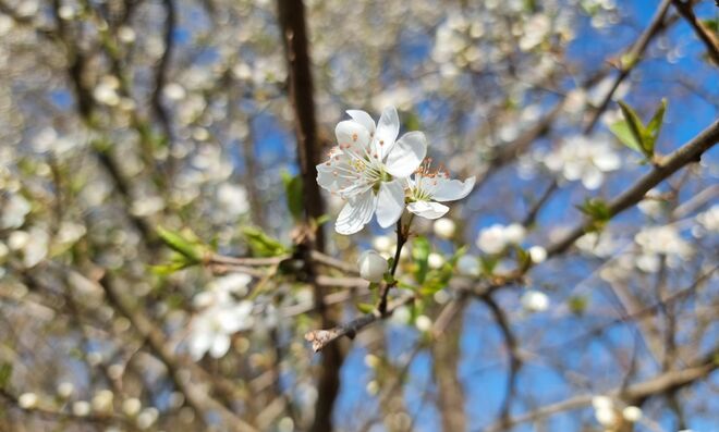 Zarte Blüte