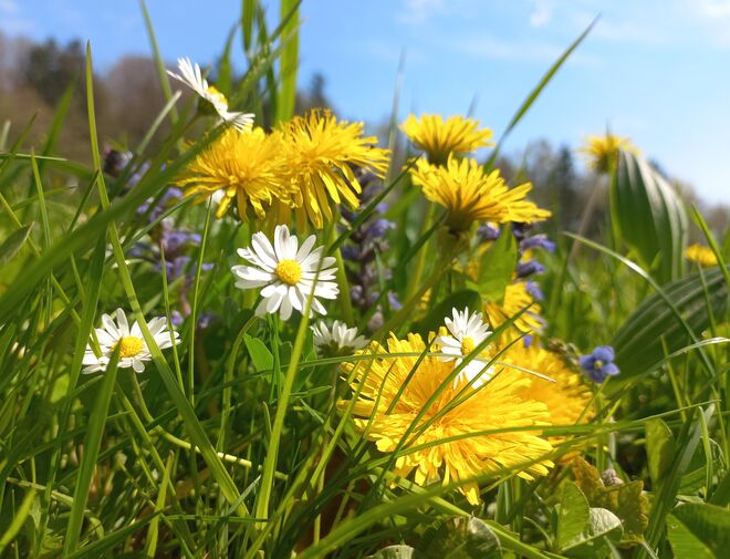 Ein kleines Stückerl Frühling....