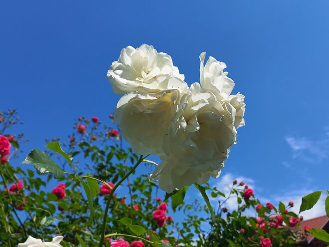 Rosenherz