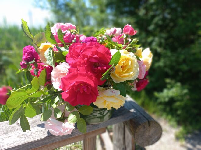 Zeit der Rosen....