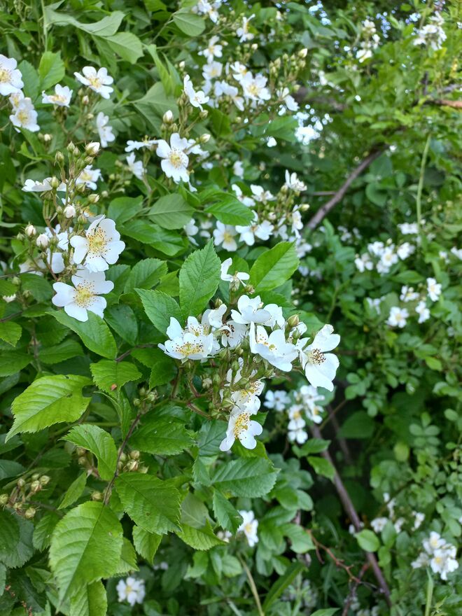 WILDE ROSEN AM BACH