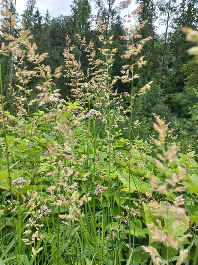 HOHE WIESE