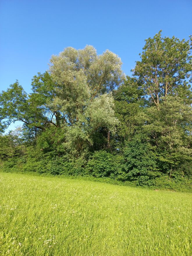 WIE EINE INSEL