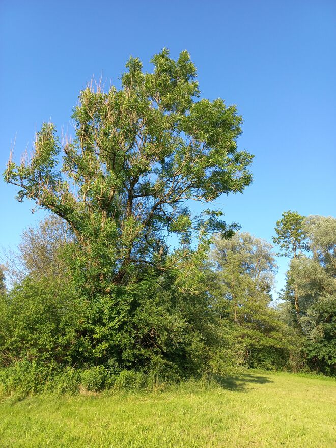 EIN BESONDERER BAUM