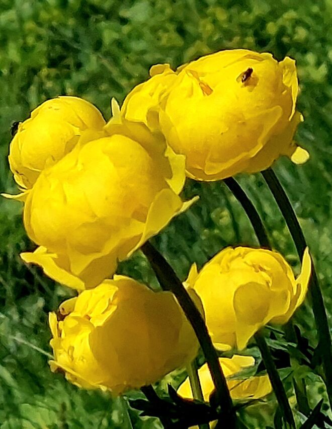 Butterkugeln - zum Anbeißen!
