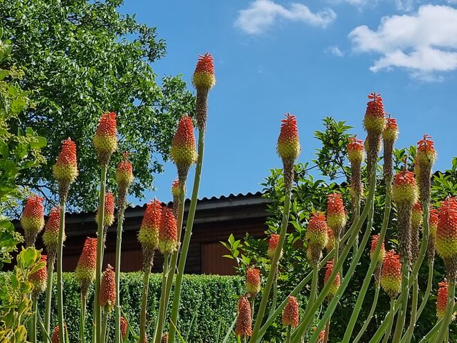 Fackellilie (Kniphophia )