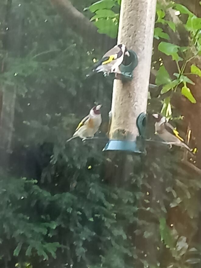 Stieglitz im Garten