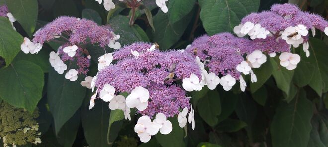 Ein Paradies für fleissiges Bienchen