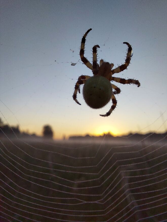 Spinne um Morgengegenlicht